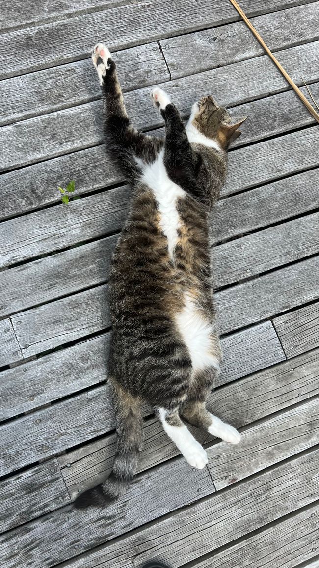 Auch Jake genießt die Sonne