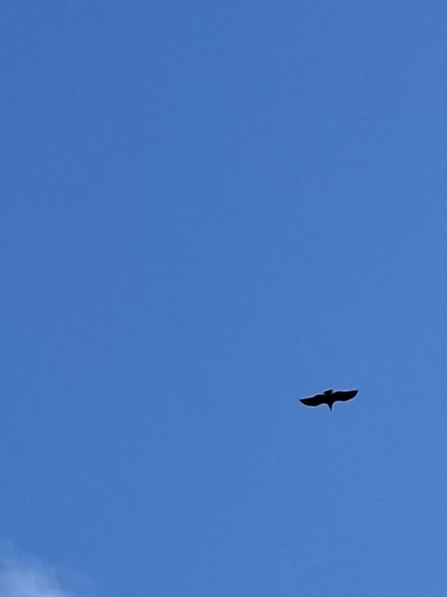 Semaine 2 : La nature te poursuivra