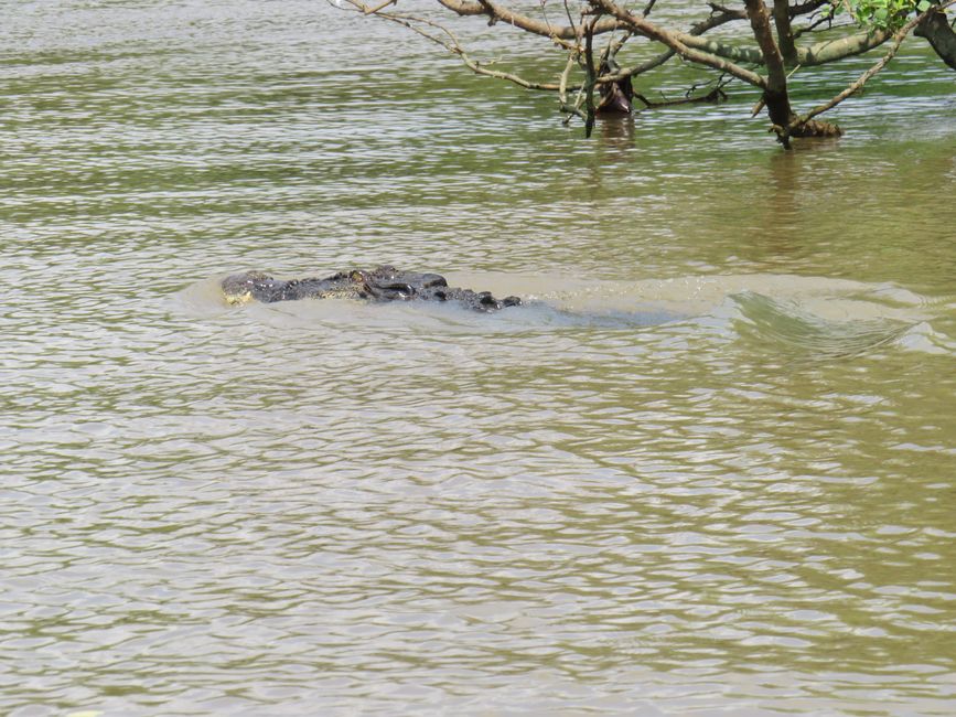 Matara - Mauvais temps, pas de baleines, mais des Salties (crocodiles d'eau salée)