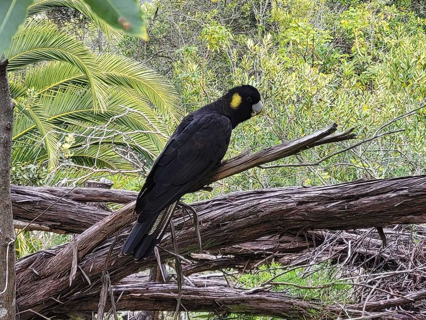 Diese Kakadus sind gut 50cm gross, eine von 7 schwarzen Kakaduarten, 14 Arten sind weiss.