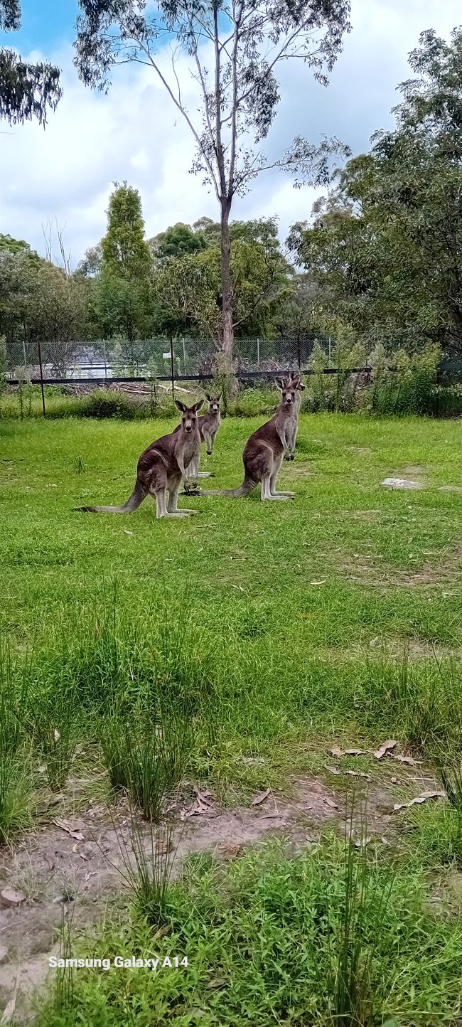 Sanctuaire d'animaux & Schiibefiir
