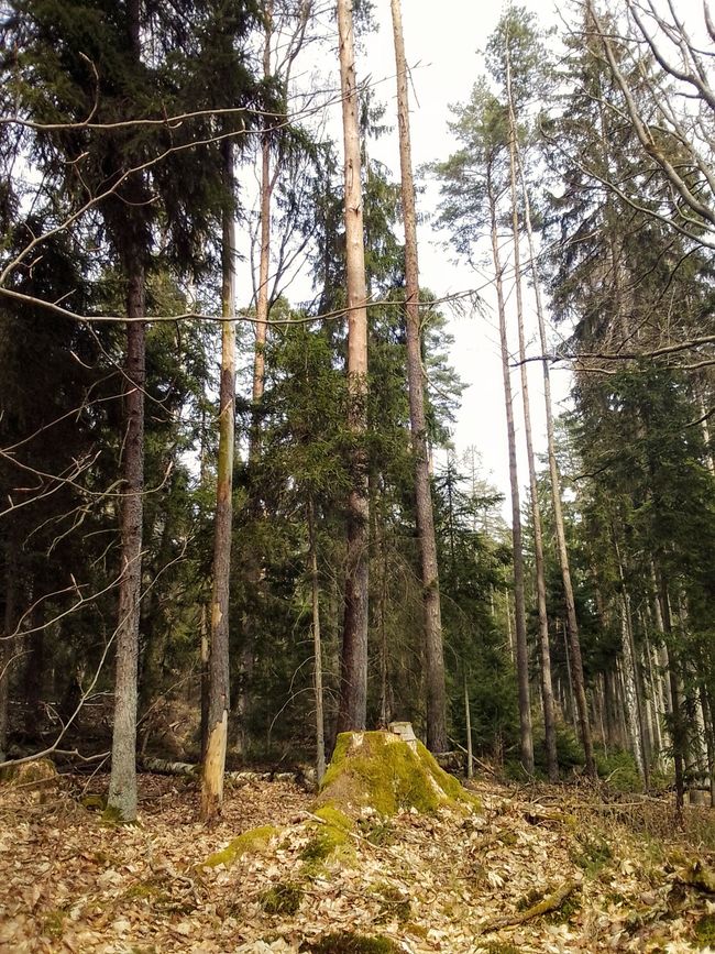 Zeitreise ins Holz, oder wie uns die Alten beschenken wollten 