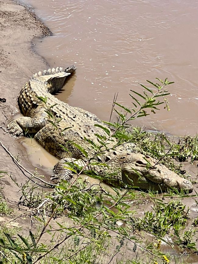 Luftballong över Masai Mara