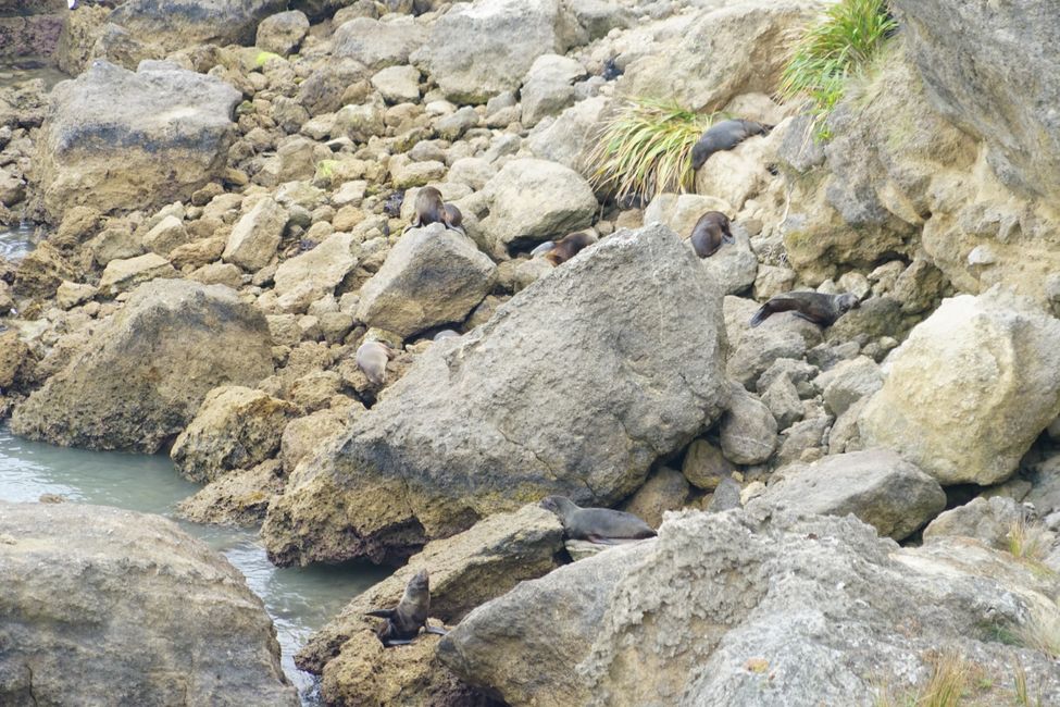 Palmerston North - Castlepoint
