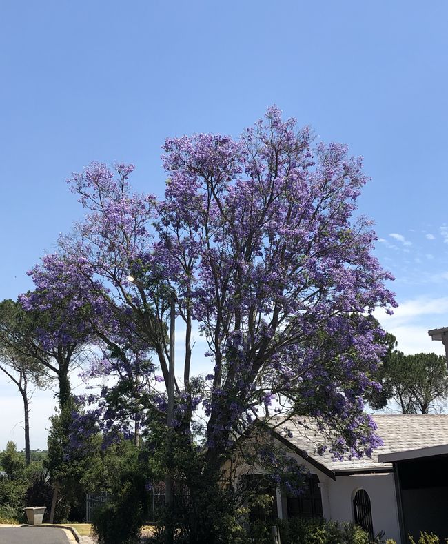 Alte Häuser an der Dorp Street in Stellenbosch