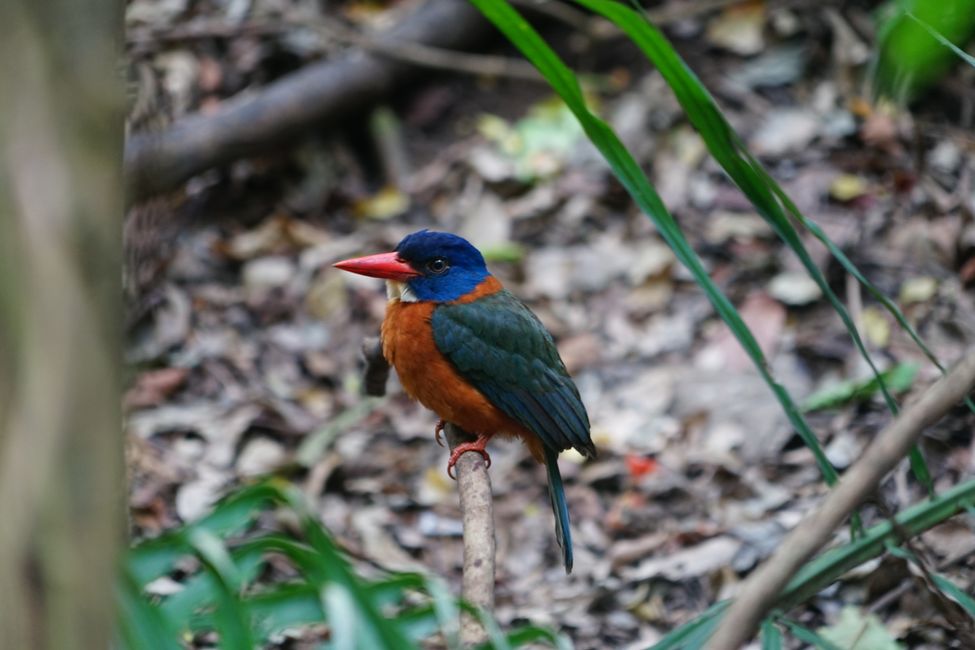 Parque Nacional Tangkoko