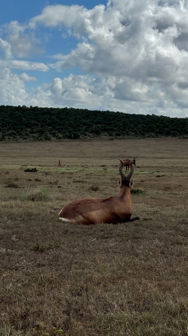 Addo Nationalpark