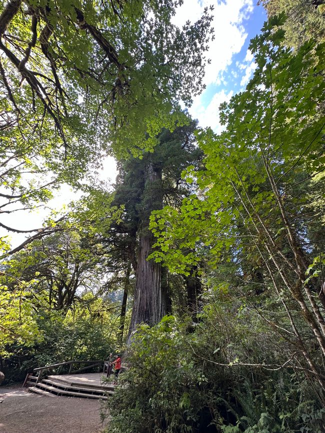 North Californian redwoods