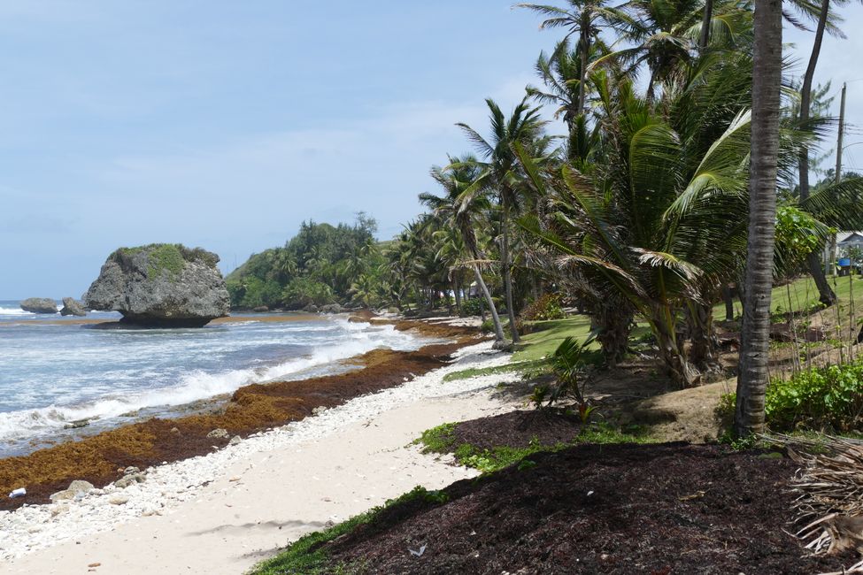 Mount Hillaby, costa orientale e mercato del pesce di Oistins