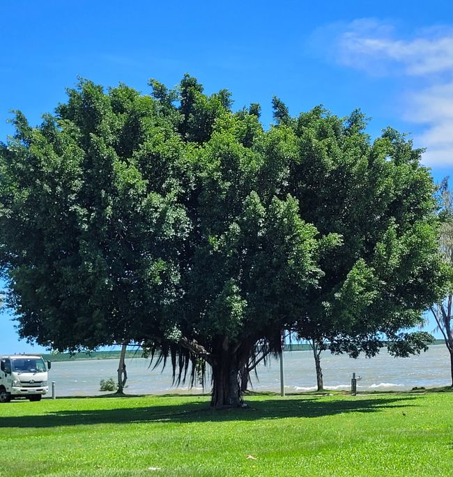 Día 103 de 175: Crucero alrededor del mundo - Cairns/Australia