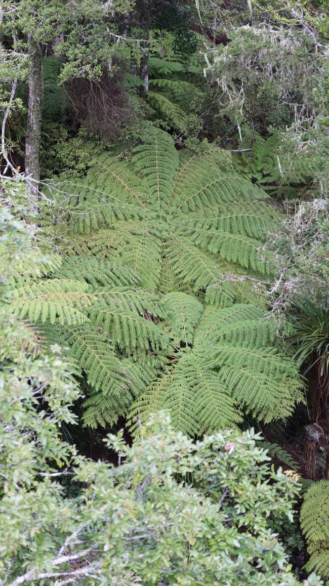 Woche 3 - Kia Ora Neuseeland!