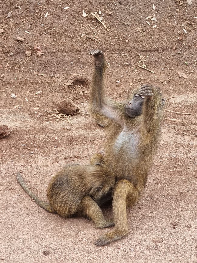 Tansania - Tag 3: Manyara Nationalpark