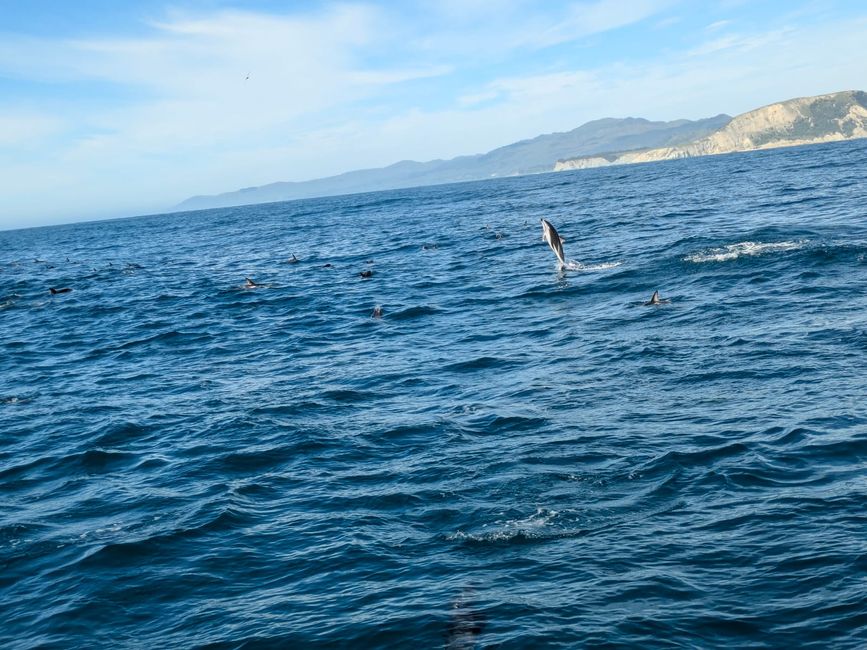 Delfin-Balett vor der South Bay in Kaikoura