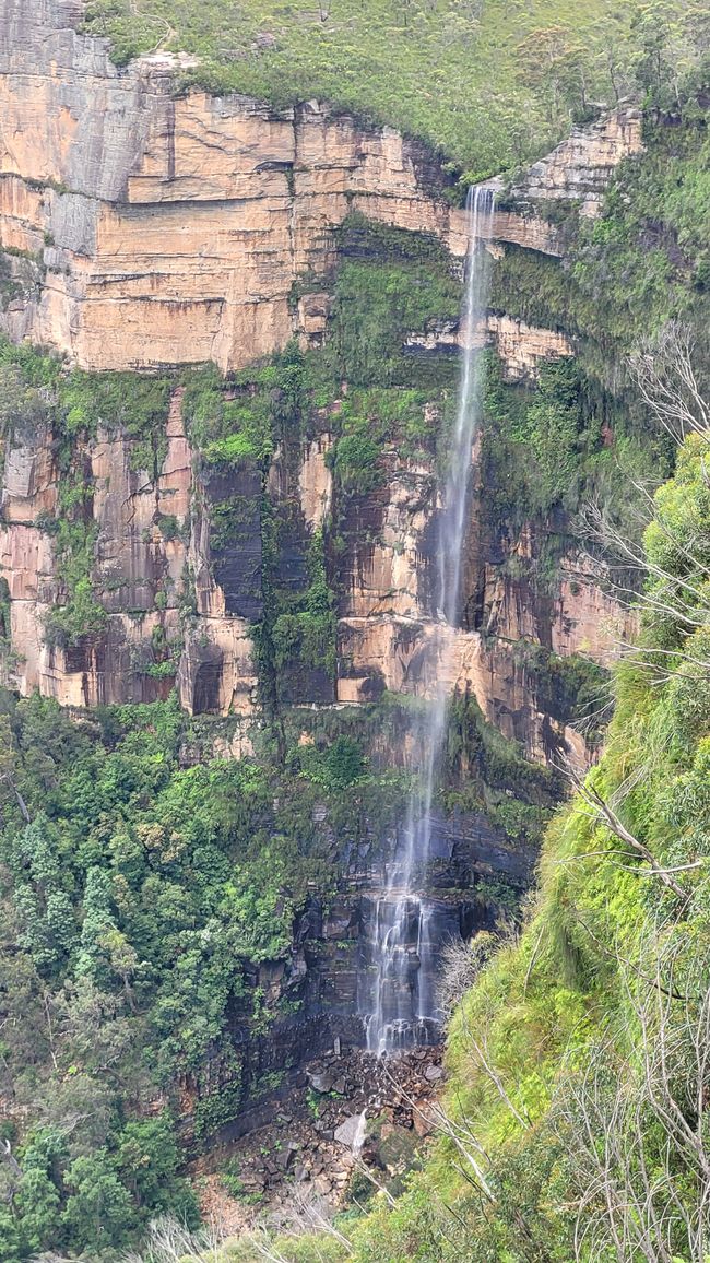 Blue Mountains – Eukalyptusbäume locken nicht nur Koalas an