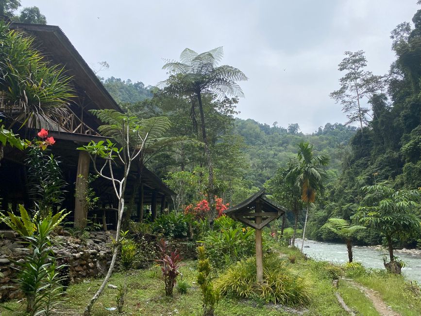 Day 37 to 39 - Sumatra's legendary jungle - Bukit Lawang