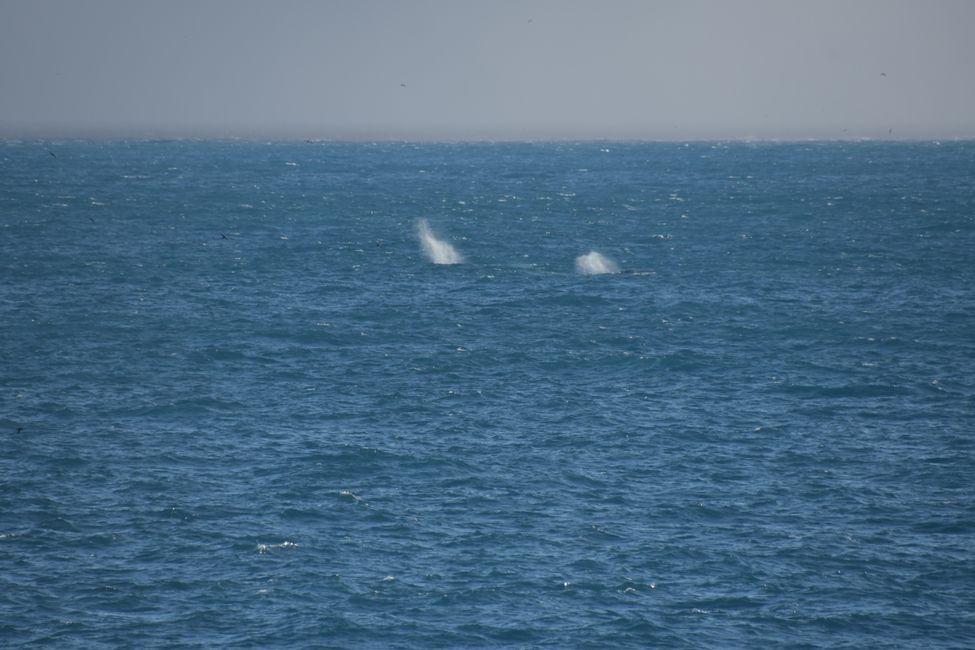Buckelwale ( Humpback whales