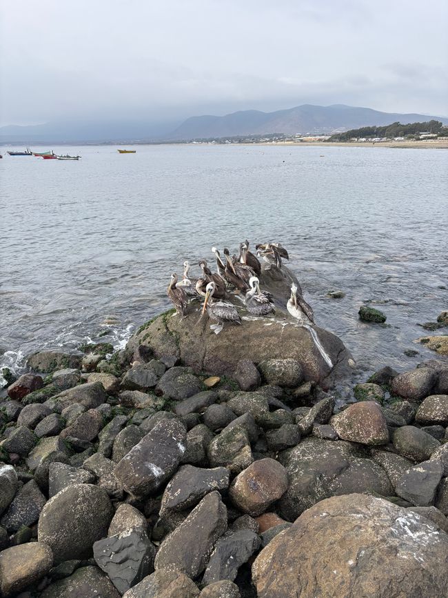 La Serena - Coquimbo 1. Mois