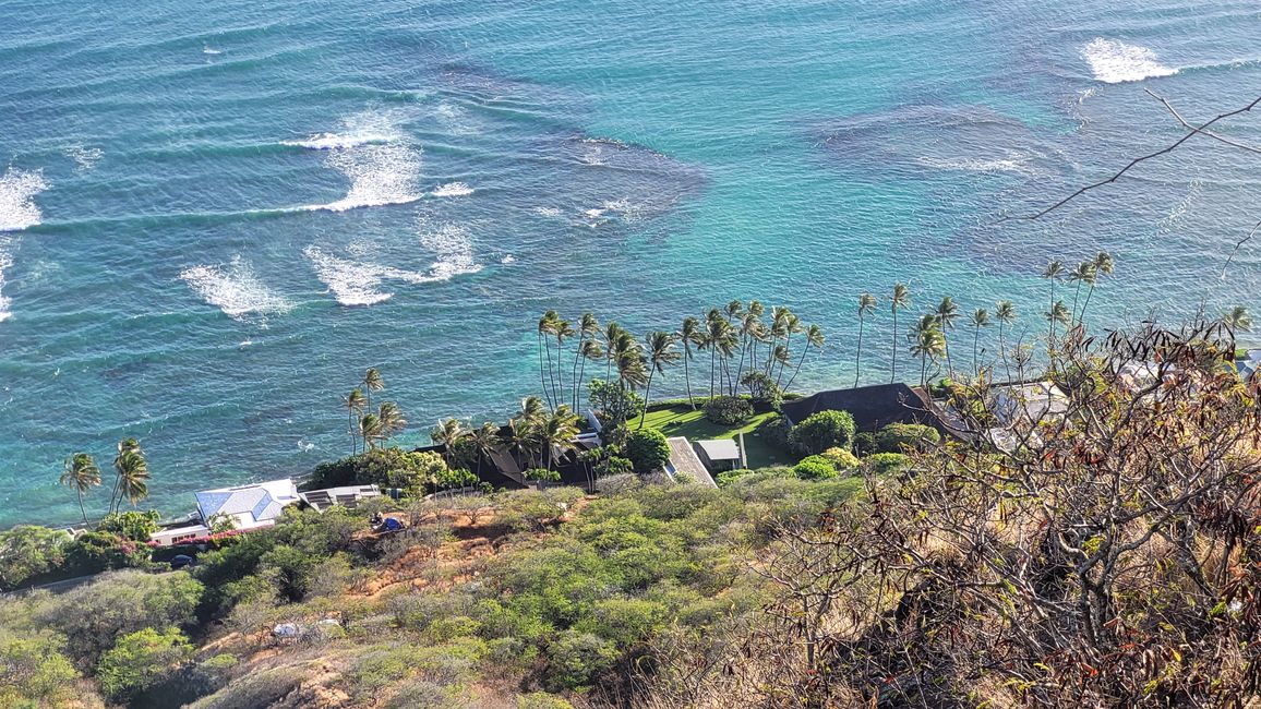 Palm trees and sea - genius