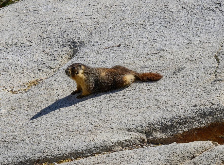 A marmot as a model