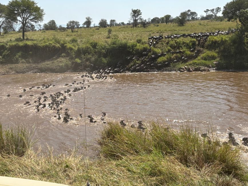 Serengeti Partie 2 - L'armée des gnous traverse la rivière Mara