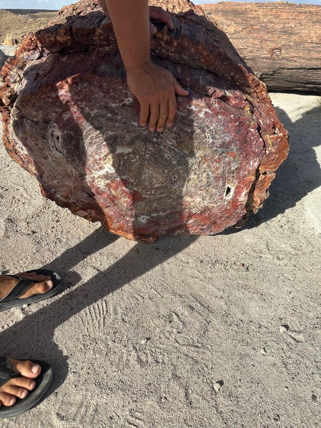 Arizona/ New Mexico/ Petrified Forest/ White Sands