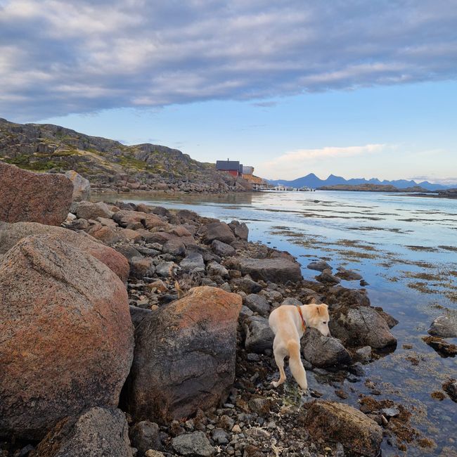 Offersøy