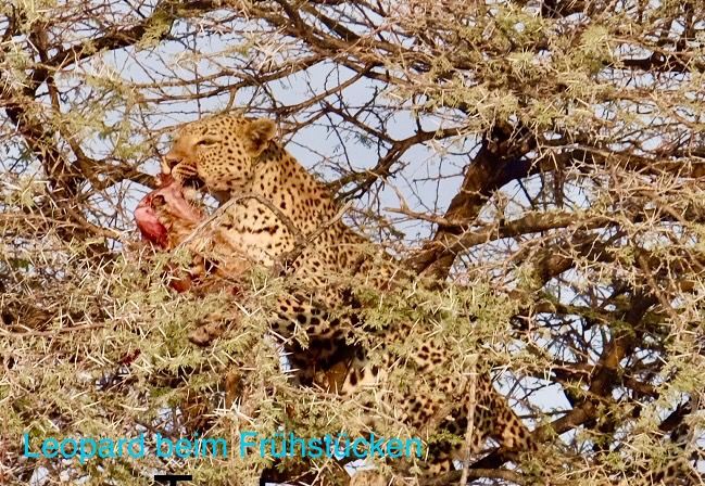 Etosha - Katzentag