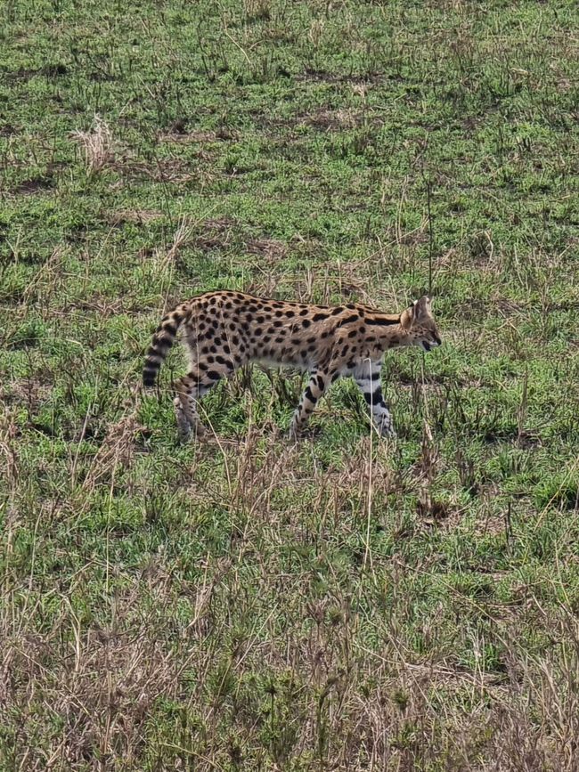 Tansania - Tag 5: Serengeti Nationalpark