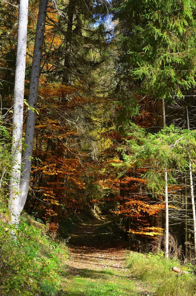 Senderismo de otoño en el Wutachschlucht: rojo, amarillo, naranja... ¡y tú en medio!