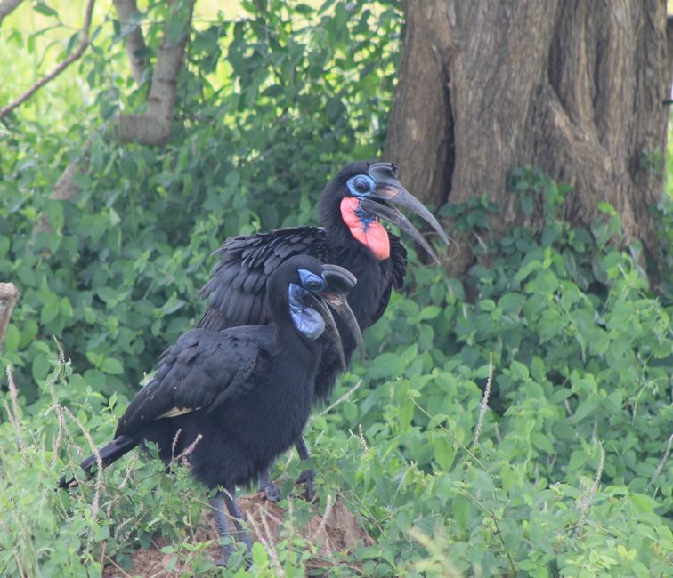 Hornvögel