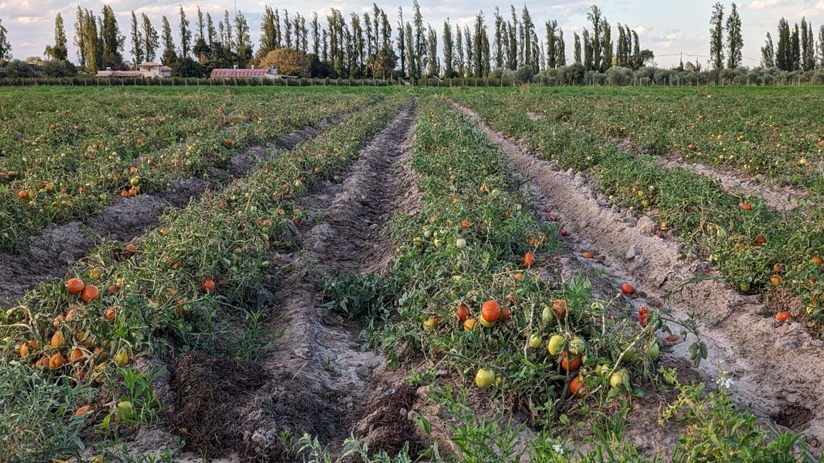 Région viticole Maipu/ Mendoza