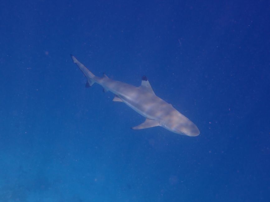Schwarzspitzenriffhai / Black tipped reef shark