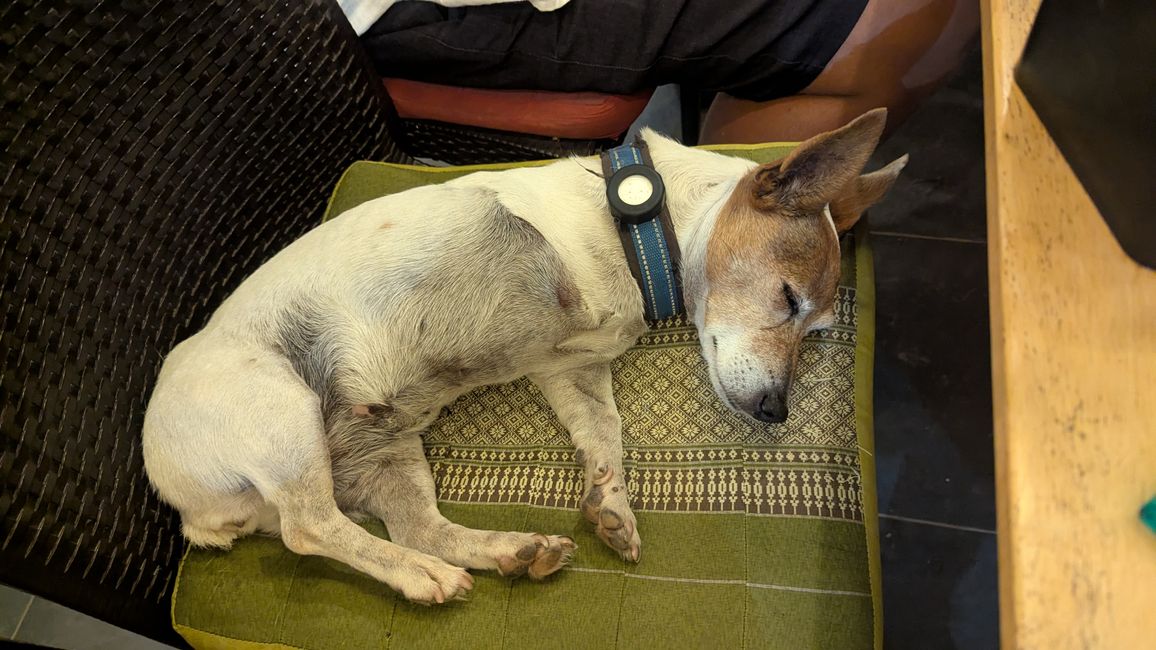 Letzte Nacht mit der Gang