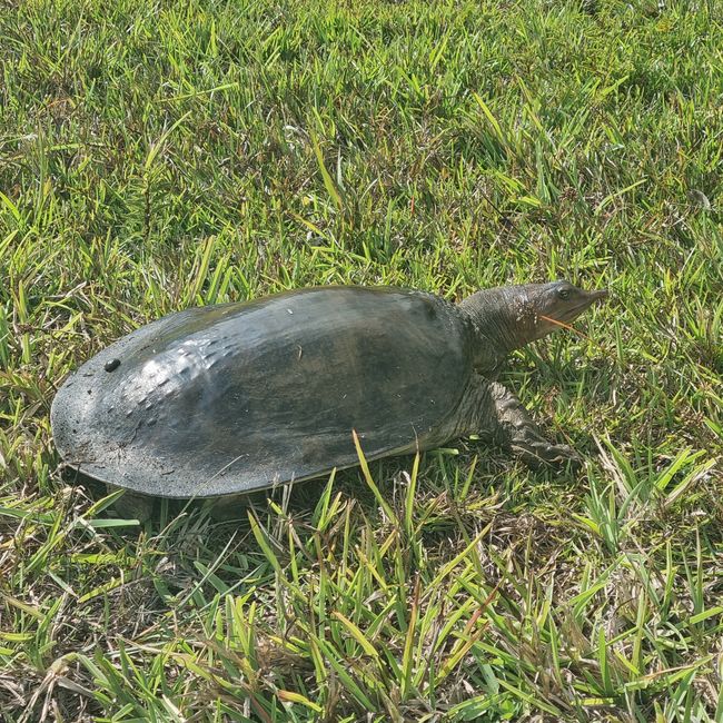 Softshell-Schildkröte neben der Straße, schlecht gelaunt 