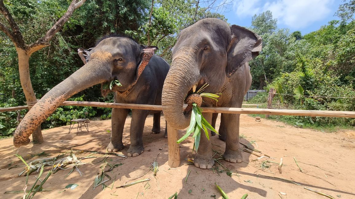 Visite d'une station de sauvetage pour éléphants