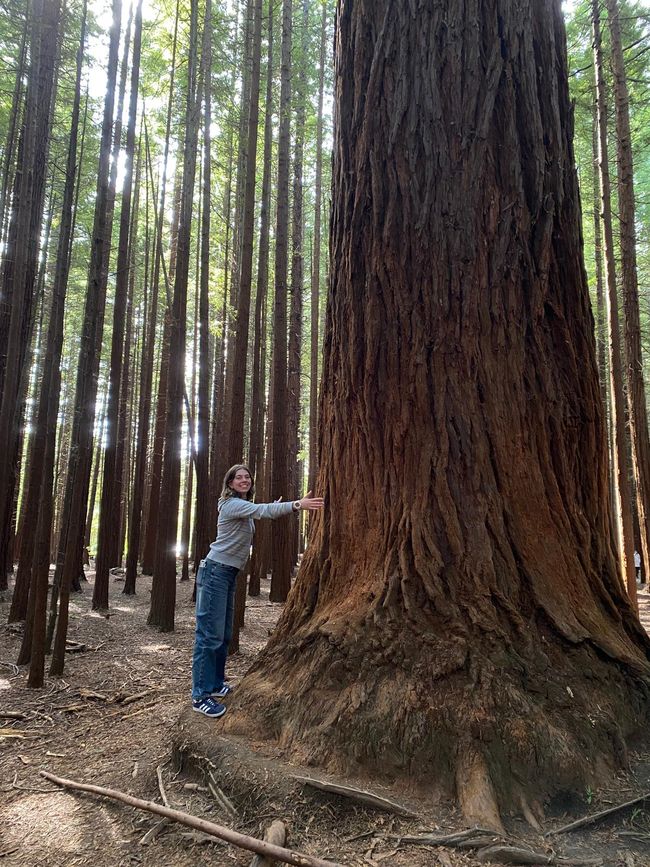 Redwood Rotorua