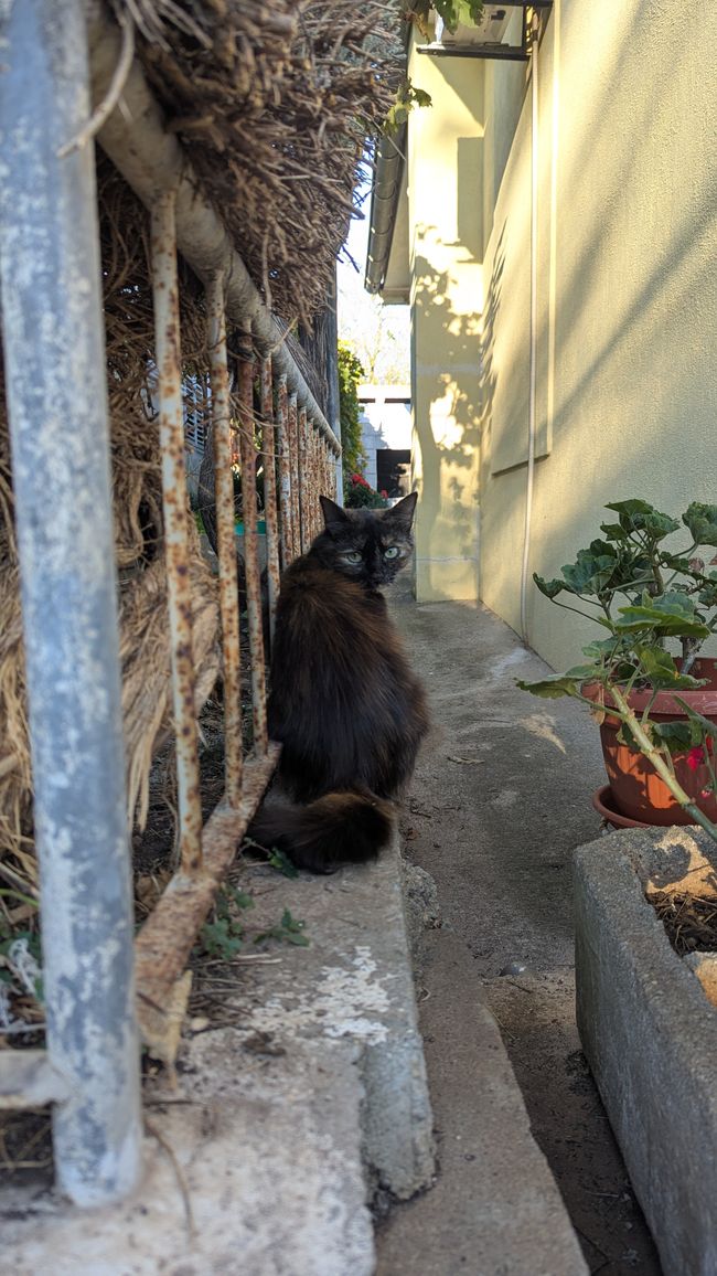 Cats of Croatia