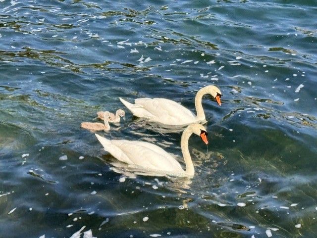 Familie Schwan: Synchronschwimmer im Rheinfallbecken