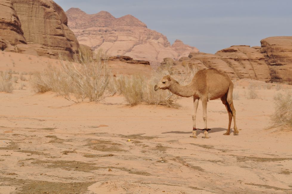 Nov-18 Wadi Rum (Jordan)