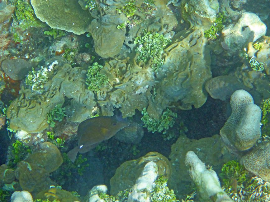 Waiag, Raja Ampat, Indonesia