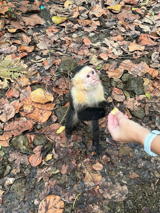 Nourrissage des singes