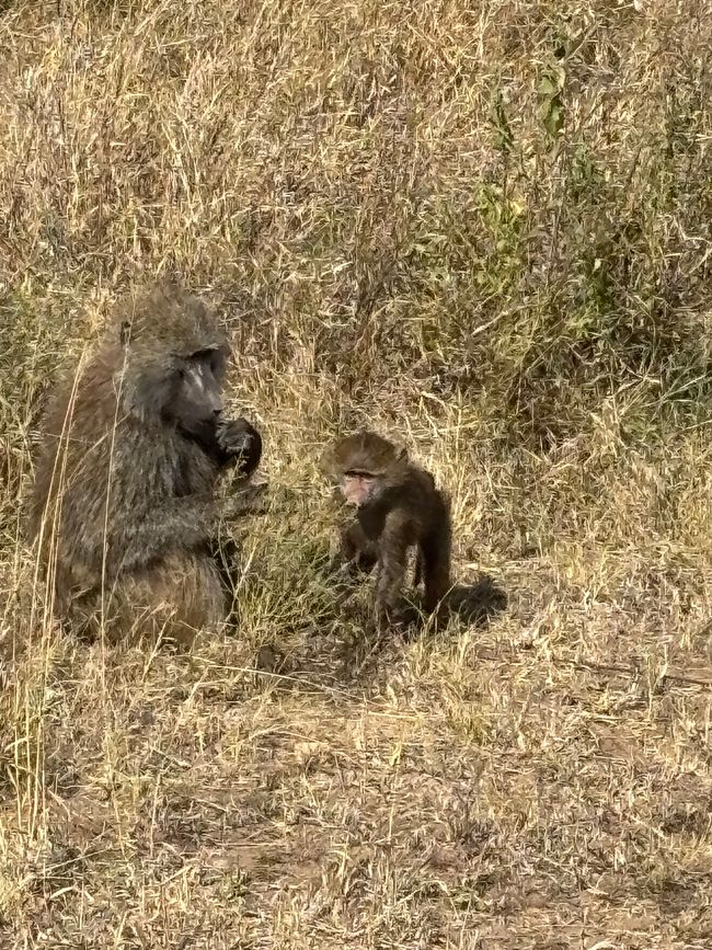 Serengeti Teil 3 - Die Rückkehr der Serengeti-Ritter