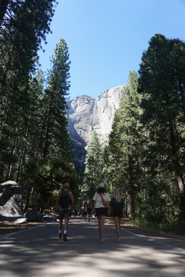 Tag 9 - Ultimo giorno nello Yosemite e un momento indimenticabile con un orso 🐻