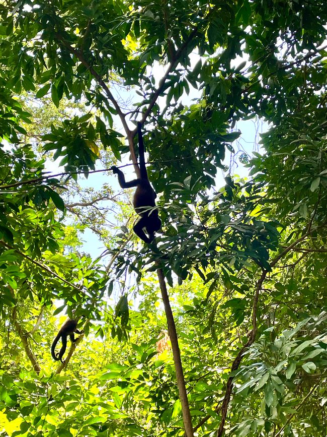 Zwischen Improvisation und Abenteuer