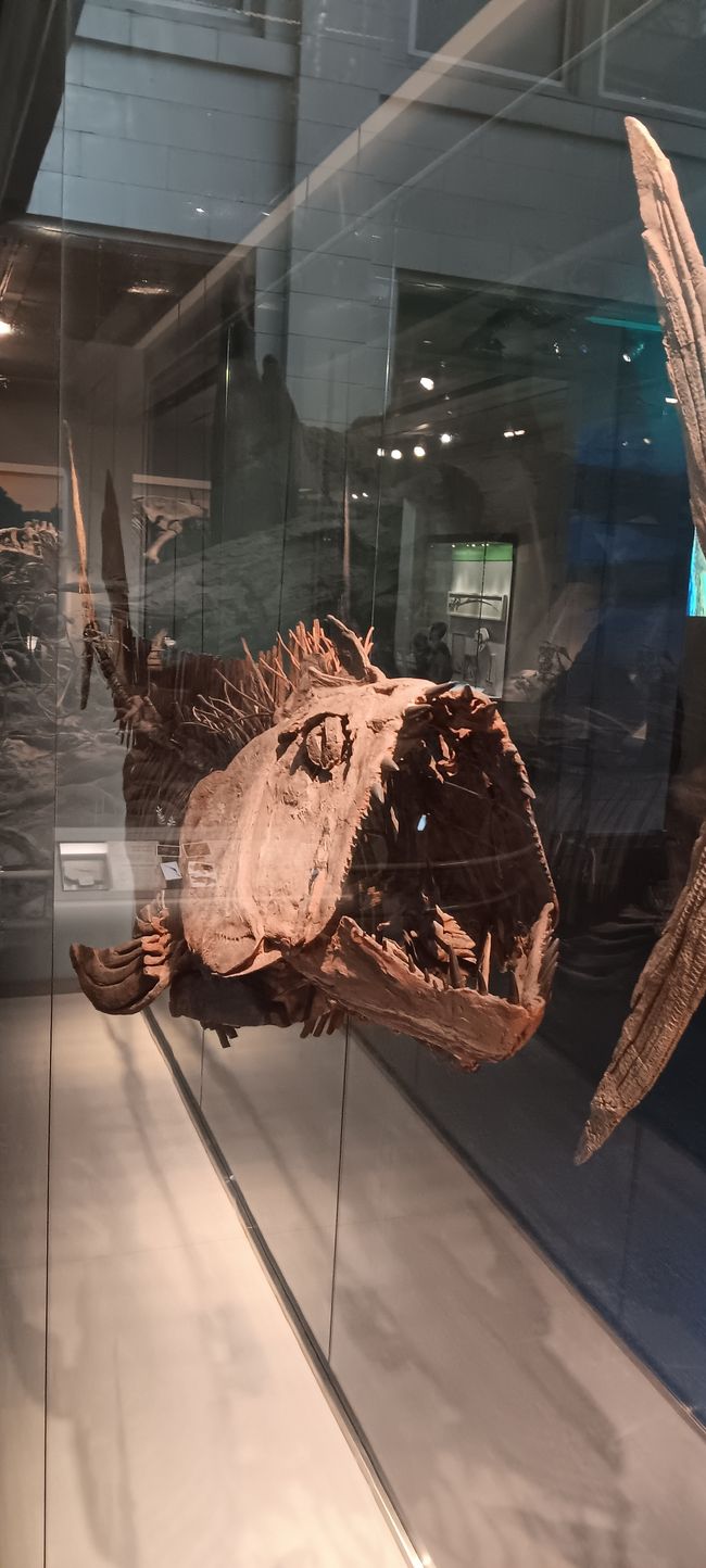 Museum of Natural History I