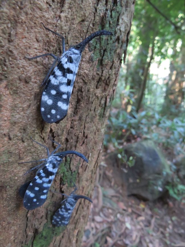Sinharaja - l'ultima foresta pluviale dello Sri Lanka