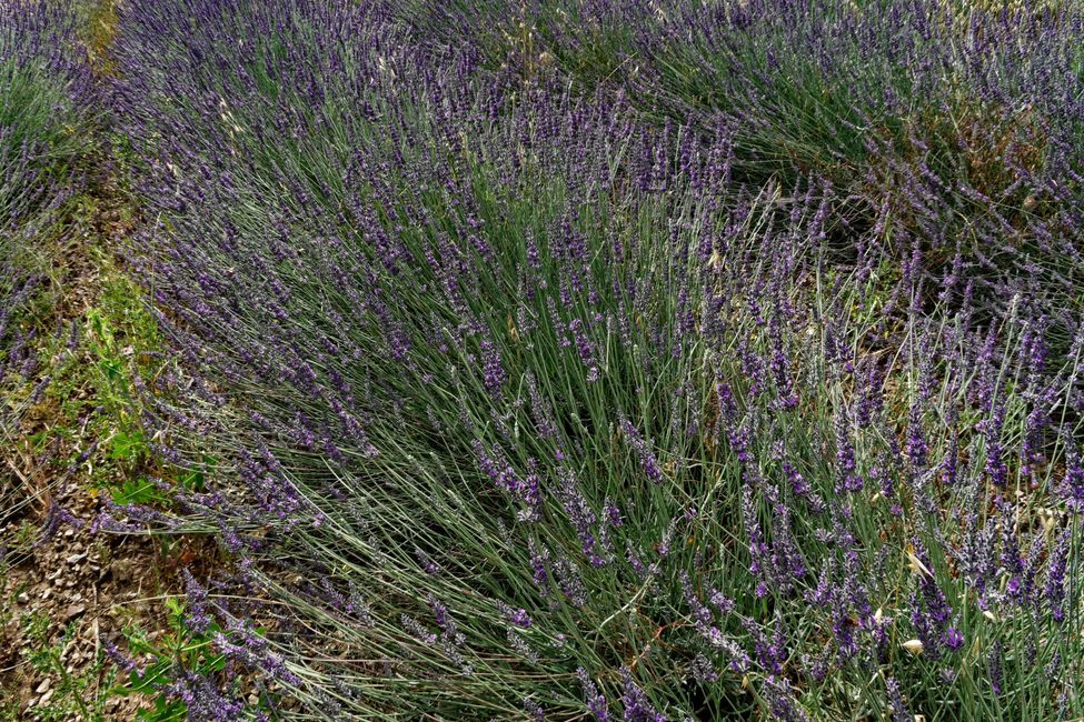 When the lavender blooms
