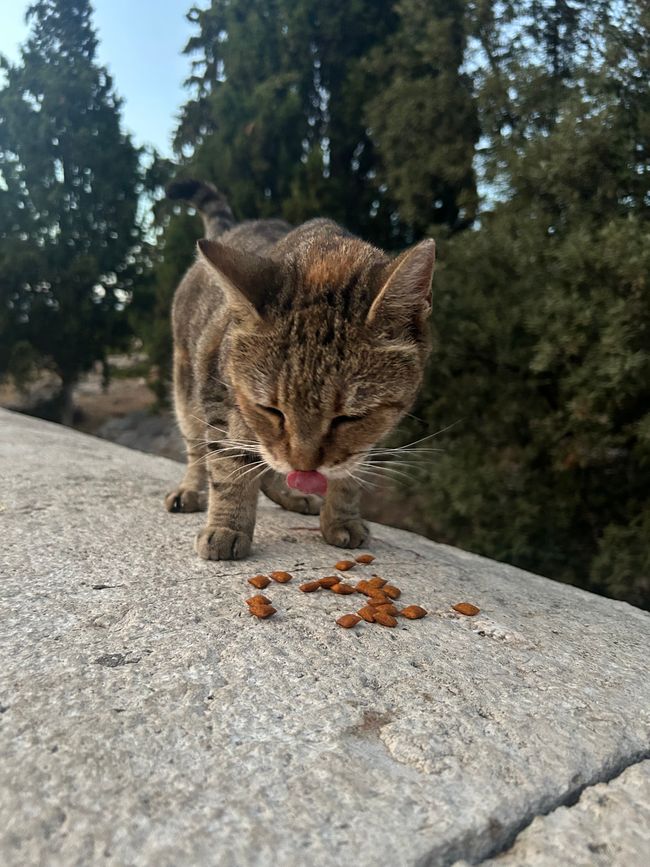 Katzen der Akropolis