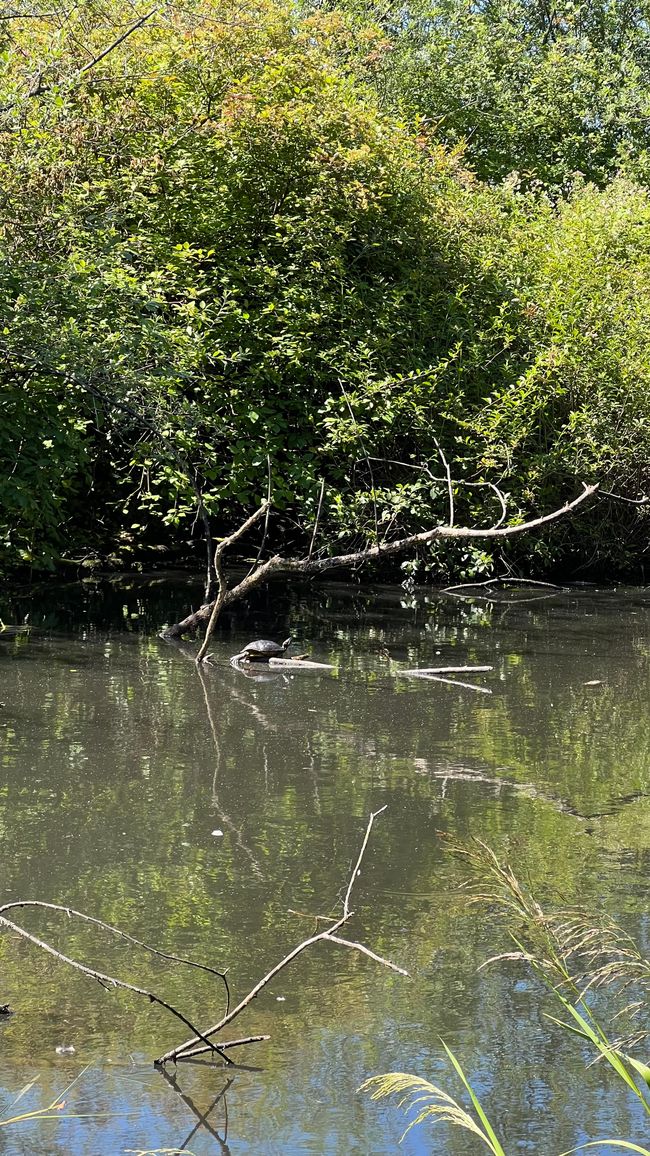 Stanley Park - who spots the turtle?