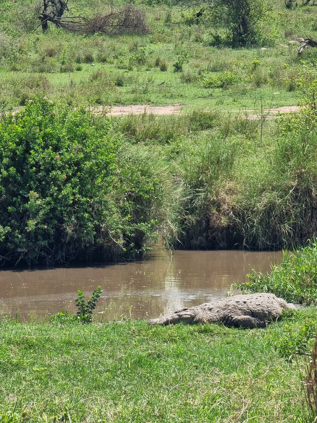 Tansania - Tag 6: Serengeti Nationalpark